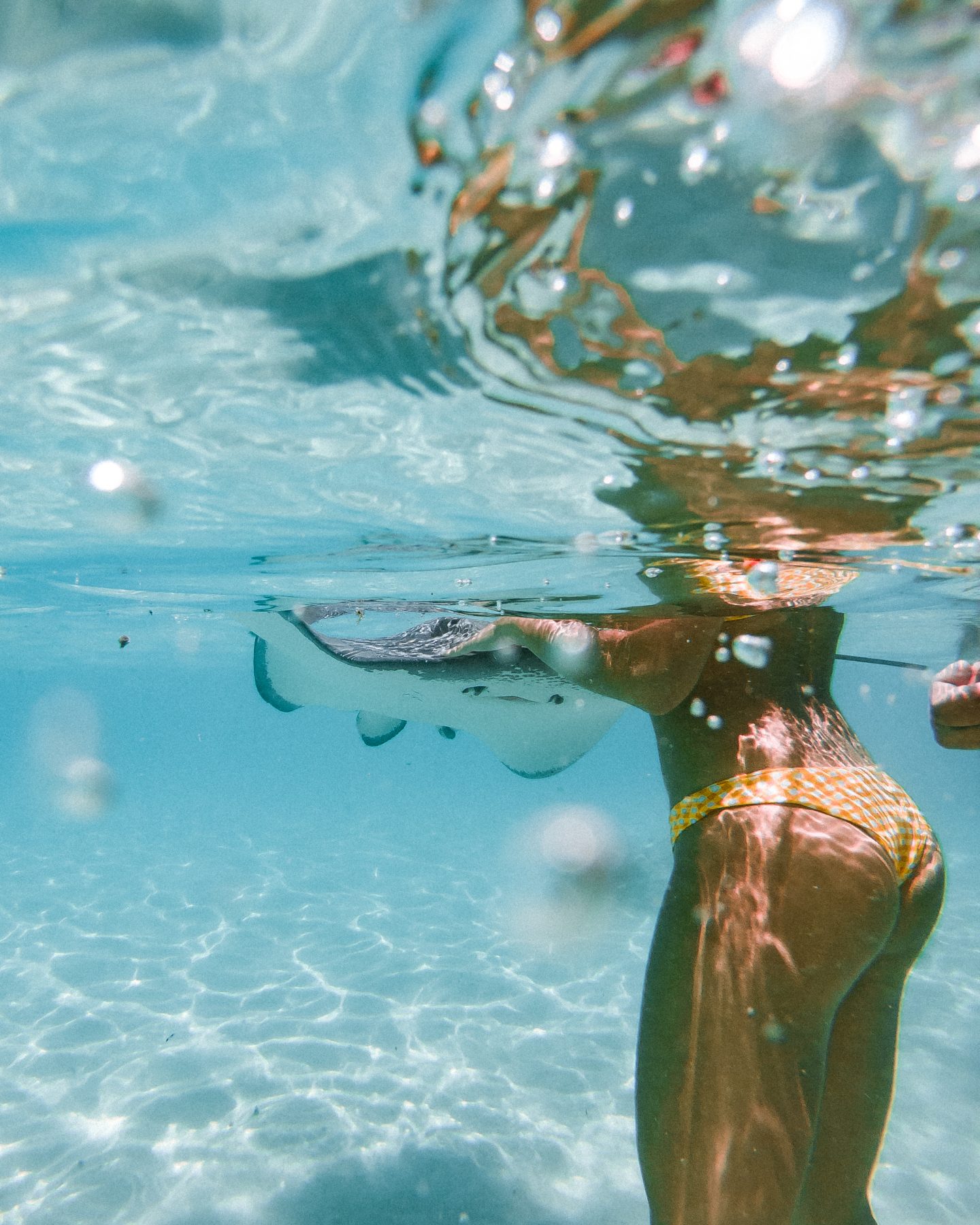 Underwater photo of swimming with stingrays in Tahiti